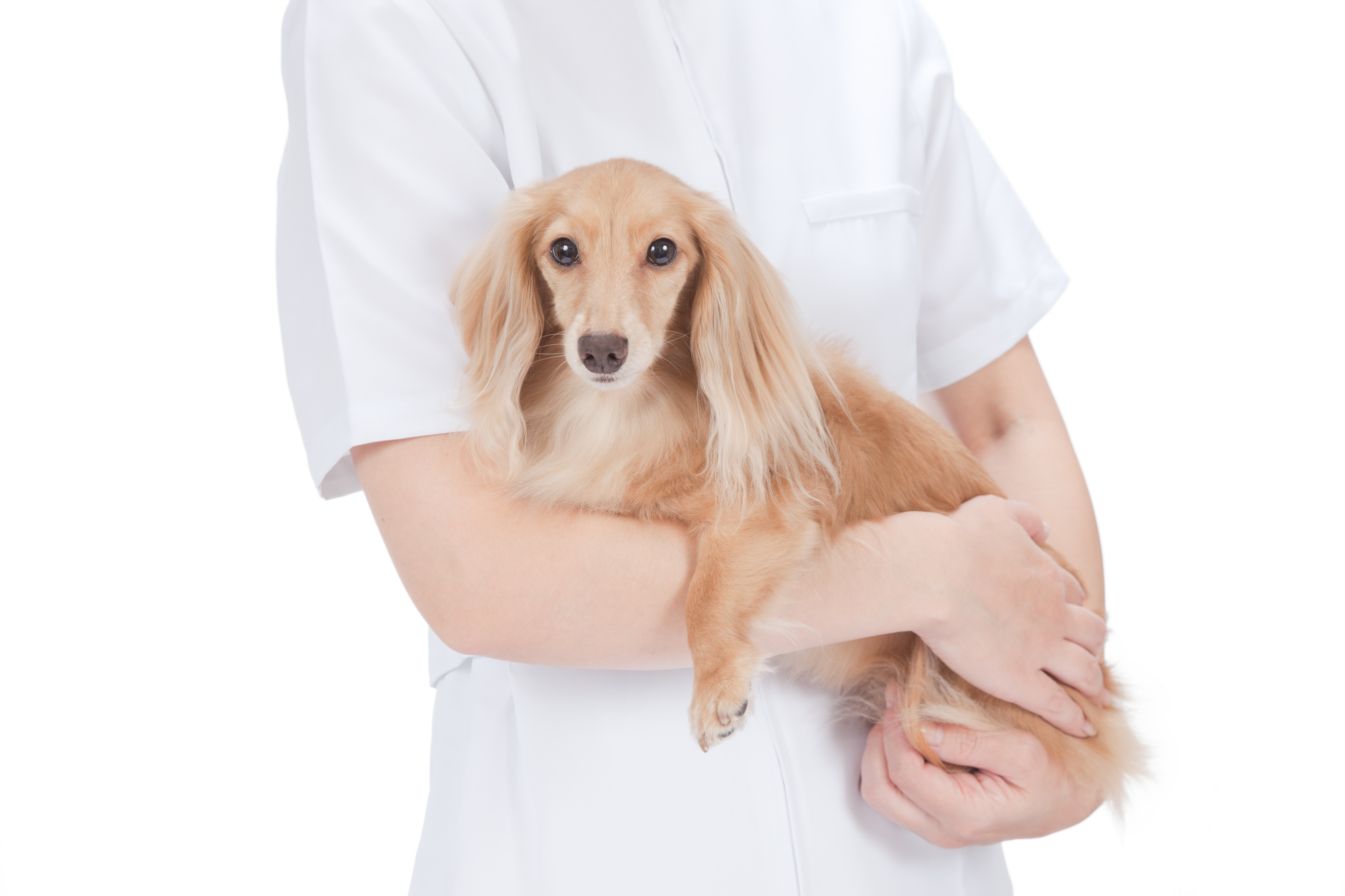獣医さんに聞く 犬の椎間板ヘルニア 原因 予防法 治療法