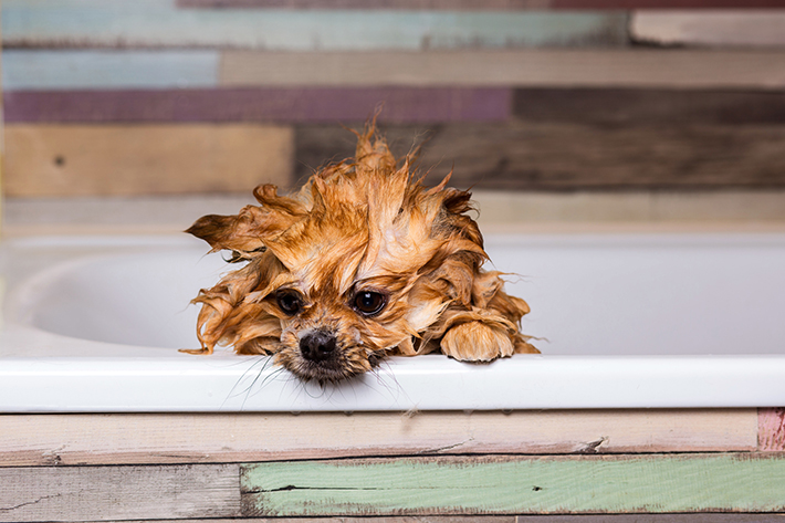 自宅でできる 愛犬のシャンプーとお風呂 頻度とコツ