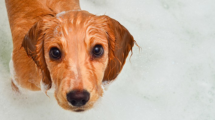 自宅でできる 愛犬のシャンプーとお風呂 頻度とコツ アクサダイレクト