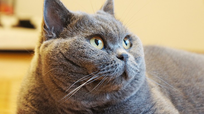 獣医さんに聞く 猫の糖尿病 気をつけたい食事や生活環境