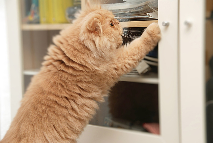 猫のしつけはコツやルールがポイント イタズラや噛み癖を直す方法