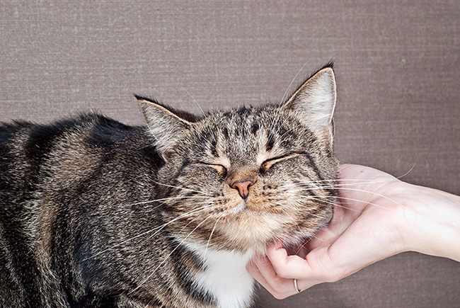 猫のしつけはコツやルールがポイント イタズラや噛み癖を直す方法 アクサダイレクト