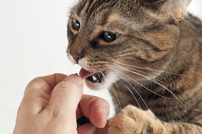 猫のしつけはコツやルールがポイント イタズラや噛み癖を直す方法 アクサダイレクト