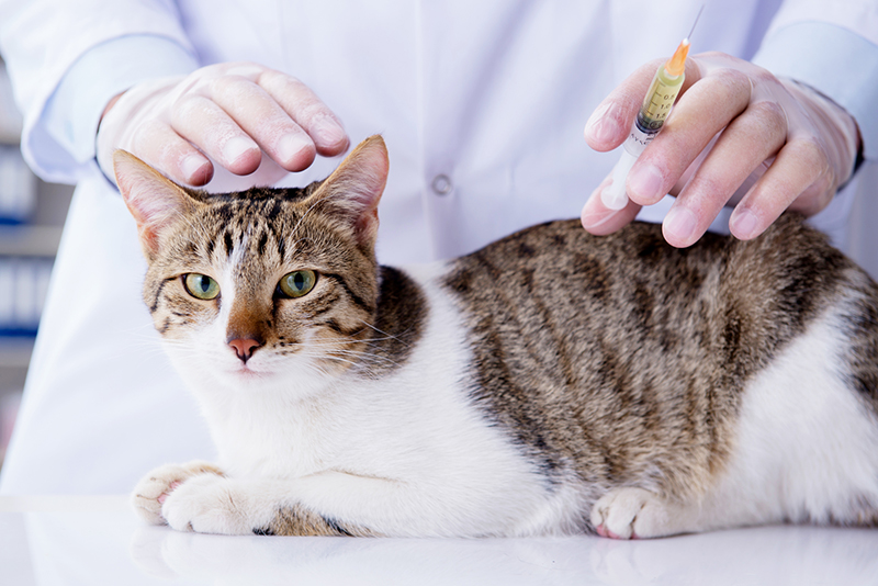 猫エイズについて知ろう 感染経路や予防接種 発症リスク アクサダイレクト