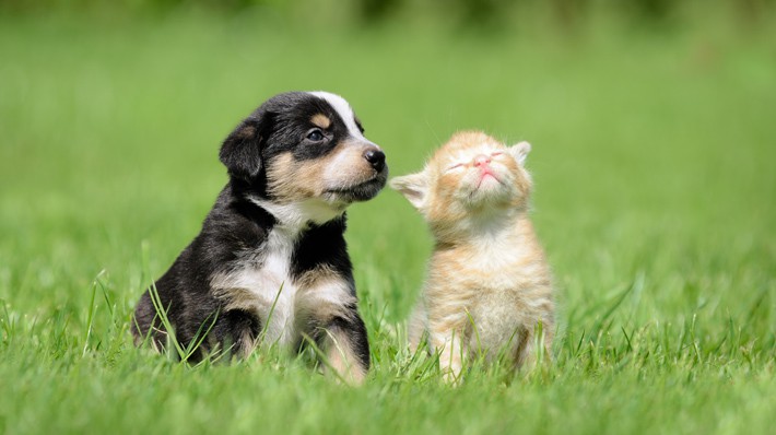 犬と猫は仲良くなれる 犬と猫を一緒に飼うときの注意点 アクサダイレクト