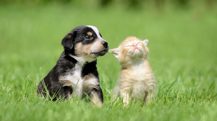 犬と猫は仲良くなれる 犬と猫を一緒に飼うときの注意点