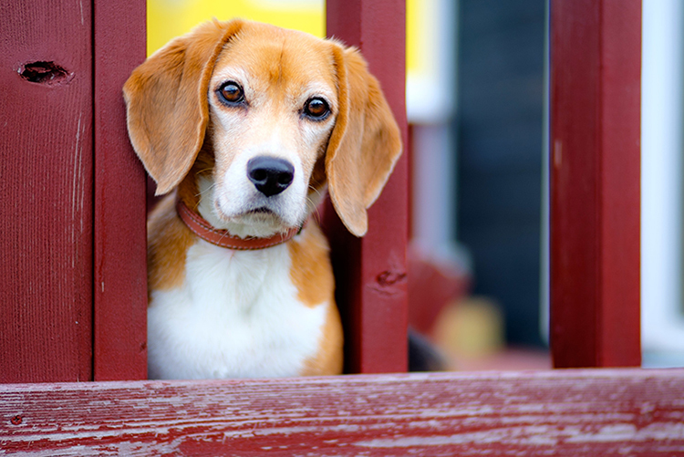 自宅でできる愛犬の耳掃除 ケア方法をご紹介 日頃のケアで 外耳炎などのトラブルを防ごう