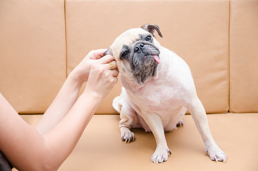 自宅でできる愛犬の耳掃除 ケア方法をご紹介 日頃のケアで 外耳炎などのトラブルを防ごう アクサダイレクト