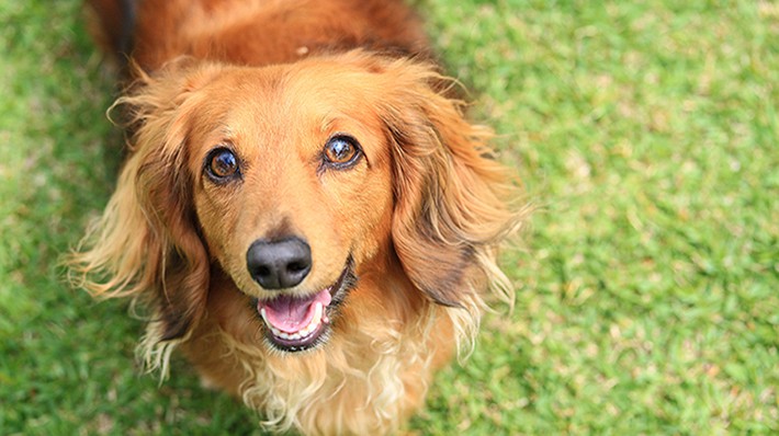 自宅でできる愛犬の耳掃除 ケア方法をご紹介 日頃のケアで 外耳炎などのトラブルを防ごう