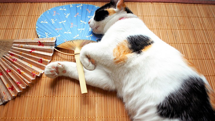 猫の熱中症予防 夏の室内環境から改善 対策しよう アクサダイレクト