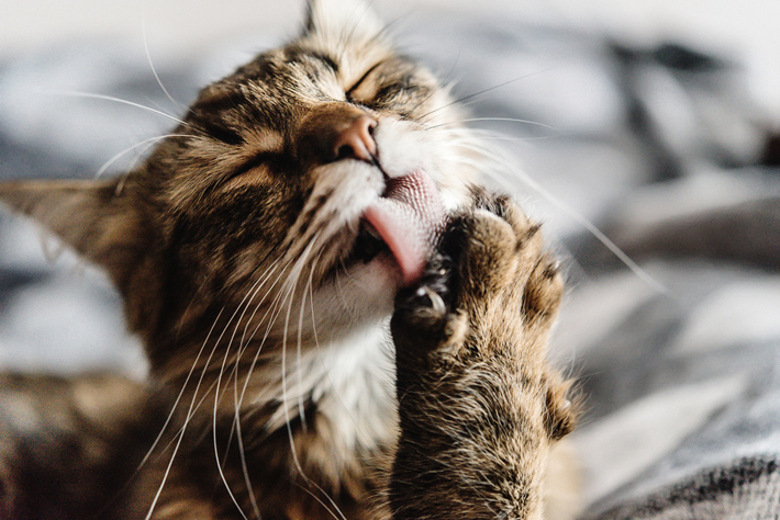 猫が顔を洗うと雨が降るって本当 猫が毛づくろいをする理由 アクサダイレクト