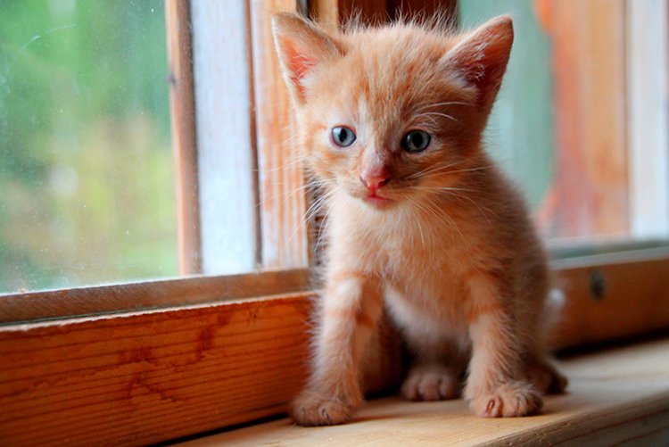 猫の目の不思議 成長で変化する瞳の色やオッドアイの理由とは アクサダイレクト