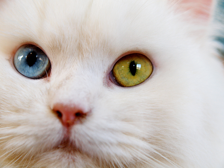 オッドアイは白猫に多く見られます。