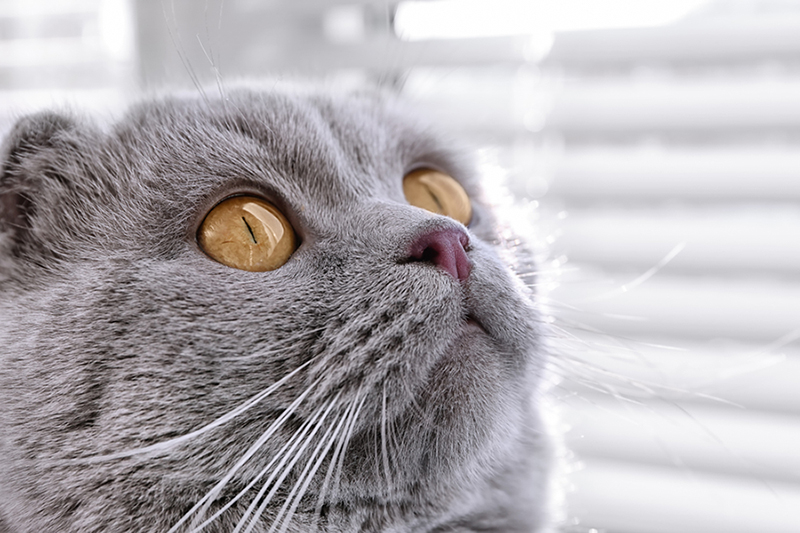 猫の目の不思議 成長で変化する瞳の色やオッドアイの理由とは