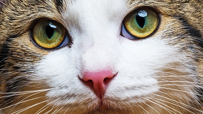 猫の目の不思議 成長で変化する瞳の色やオッドアイの理由とは アクサダイレクト