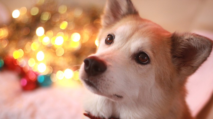 愛犬のかわいい写真を撮るにはどうしたらいいの アクサダイレクト