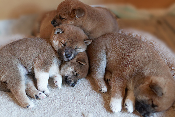 いびき 寝相 睡眠時間 犬の睡眠からわかる健康状態や気持ち