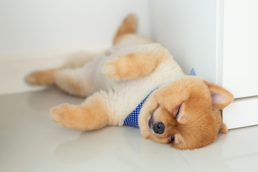 愛犬の健康は睡眠から いびき 寝相からわかる犬の気持ちと病気の兆候 アクサダイレクト