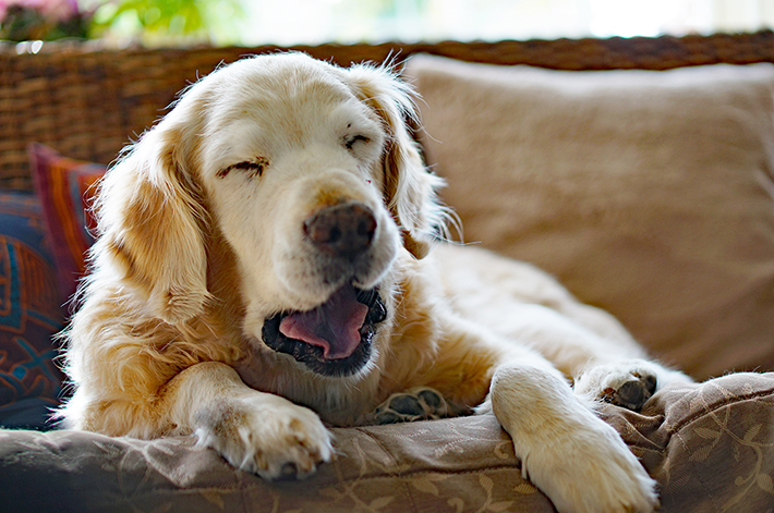 いびき 寝相 睡眠時間 犬の睡眠からわかる健康状態や気持ち アクサダイレクト