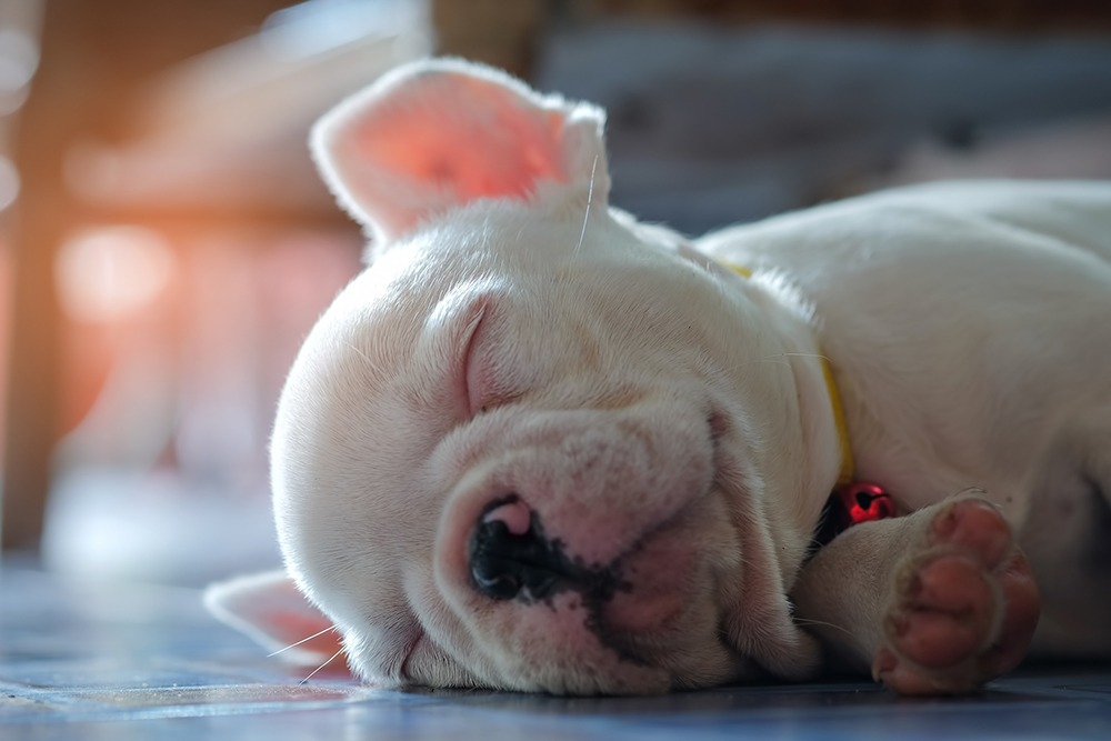 いびき 寝相 睡眠時間 犬の睡眠からわかる健康状態や気持ち アクサダイレクト