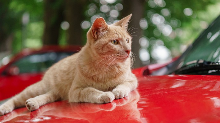 ドライバーの心得 猫バンバン を知っていますか アクサダイレクト