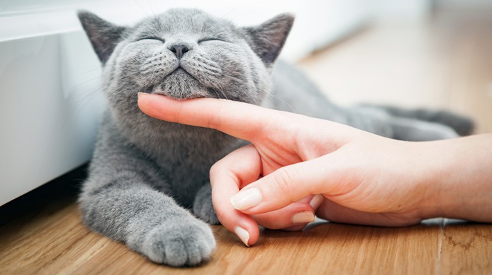 猫ニキビ ができる原因や治療法 予防法を獣医師が解説 アクサダイレクト