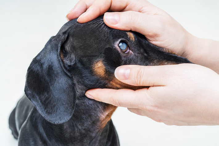 愛犬の目が白くなった 犬の白内障について獣医師が解説 アクサダイレクト