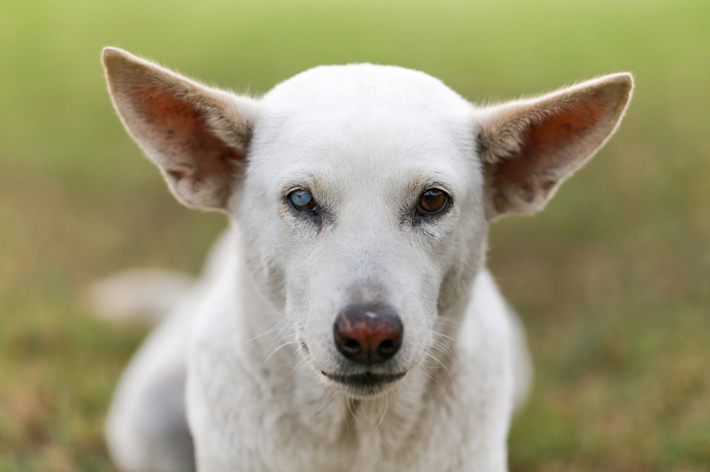 愛犬の目が白くなった？犬の白内障について獣医師が解説｜アクサダイレクト