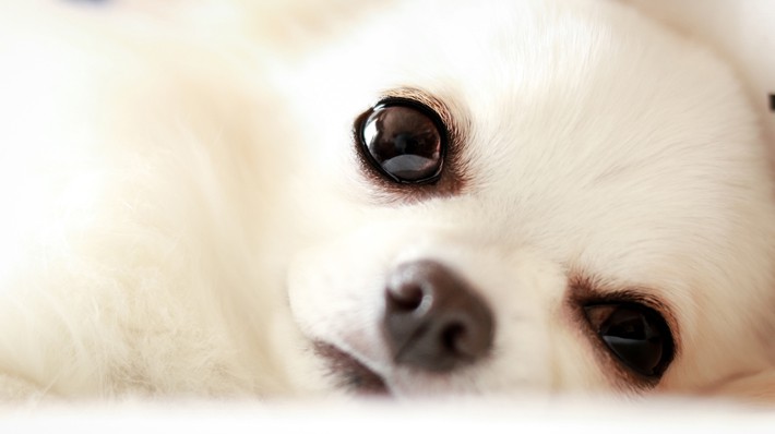 愛犬の目が白くなった 犬の白内障について獣医師が解説 アクサダイレクト