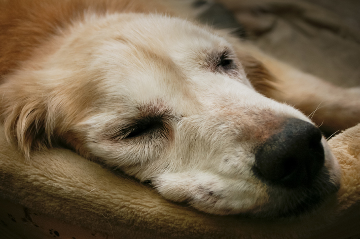獣医師に聞く 犬の クッシング症候群 原因 症状 治療方法