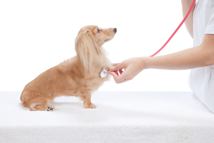 獣医師に聞く 犬の クッシング症候群 原因 症状 治療方法