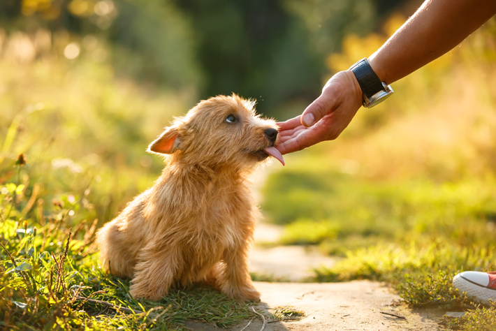 犬が人の手足や床を舐める理由は 舐められても病気にはならない アクサダイレクト