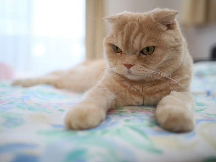 ご機嫌 不機嫌 イカ耳 が表す猫の心理状態とは アクサダイレクト