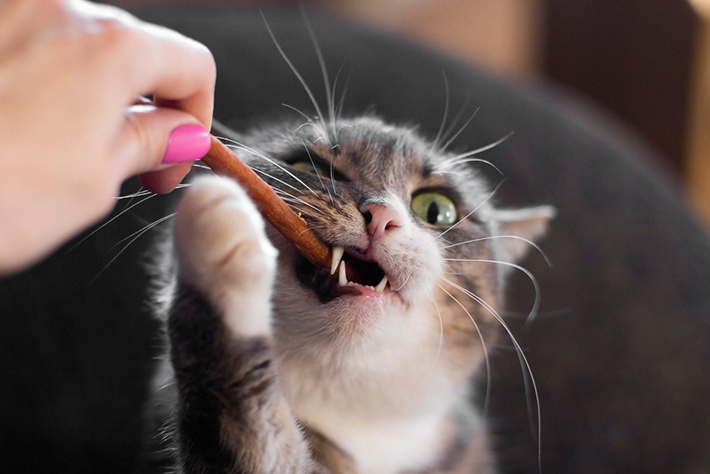 頭突きも甘噛みも猫の愛情表現 正しい対処法を知ろう
