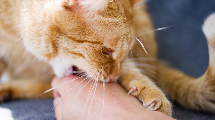 頭突きも甘噛みも猫の愛情表現 正しい対処法を知ろう