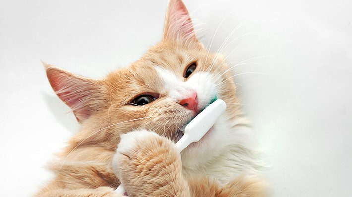 目指すは1日1回 猫の正しい歯磨きの方法とは