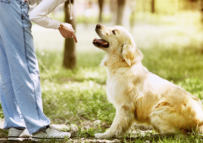 犬のマウンティングの理由と対処法 去勢手術は有効的なのか