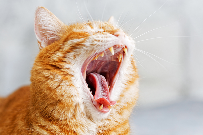 猫の震えは病気のサイン 飼い主さんがとるべき対応とは アクサダイレクト