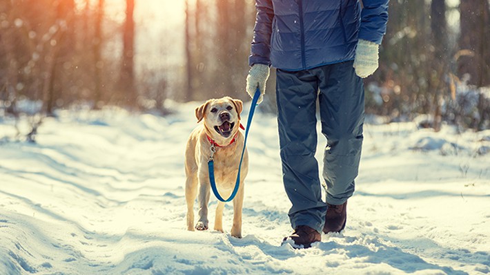 保温 加湿 散歩の時間 愛犬が冬を健康に過ごすためのポイント