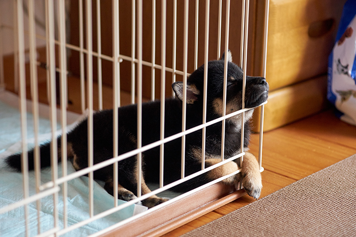 室内犬にケージは必要 安心 安全な生活環境を整えよう アクサダイレクト