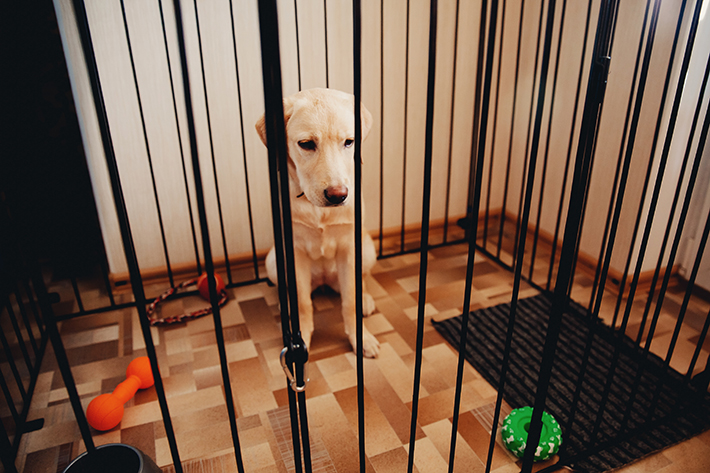 室内犬にケージは必要 安心 安全な生活環境を整えよう アクサダイレクト