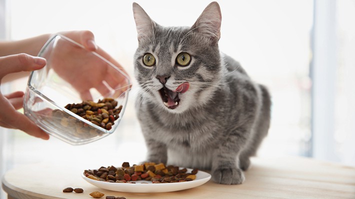 幼少期からの食習慣が影響 猫の好き嫌いを改善しよう
