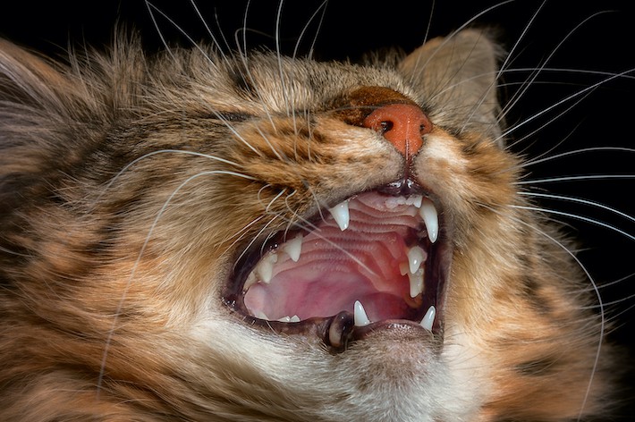 獣医師監修 猫の鼻水やくしゃみの原因は 猫ウイルス性鼻気管