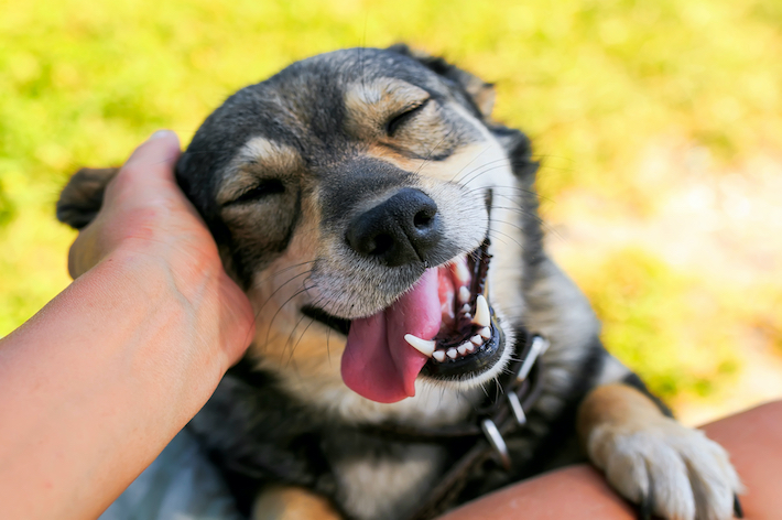 獣医師監修 犬のくしゃみが続くのは病気 原因と考えられる病気を解説 アクサダイレクト