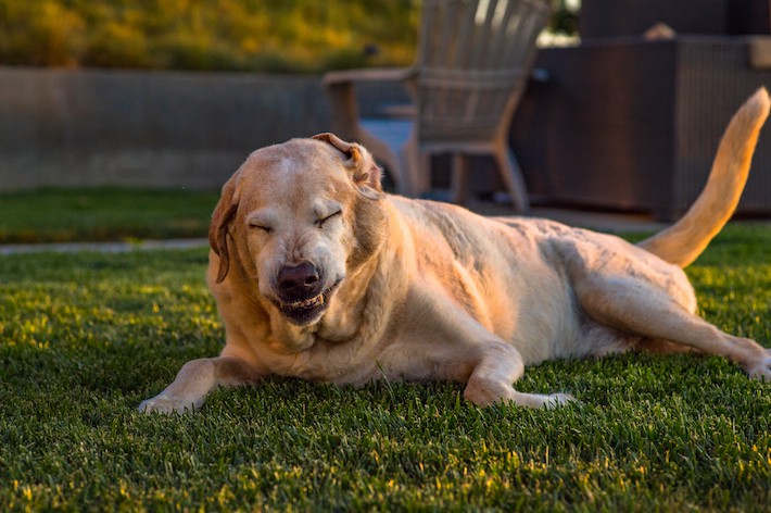 獣医師監修 犬のくしゃみが続くのは病気 原因と考えられる病気