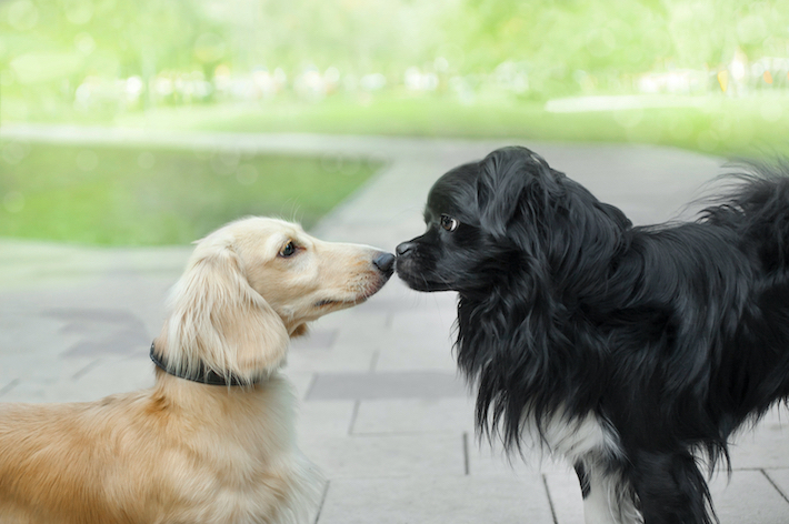 獣医師監修 小型犬に散歩は必要 適切な回数や距離 注意点を解説 アクサダイレクト