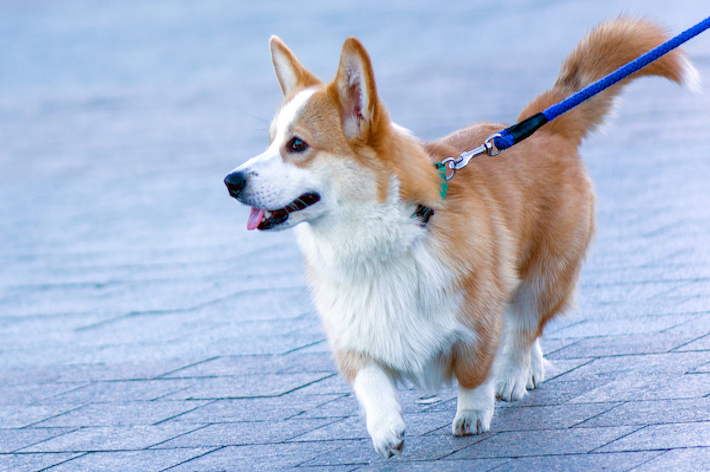獣医師監修 小型犬に散歩は必要 適切な回数や距離 注意点を解説