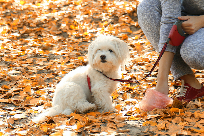 獣医師監修 小型犬に散歩は必要 適切な回数や距離 注意点を解説