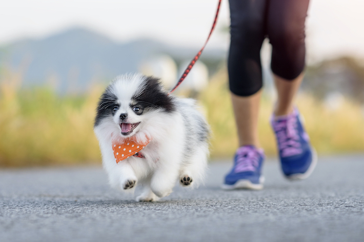 獣医師監修 小型犬に散歩は必要 適切な回数や距離 注意点を解説 アクサダイレクト