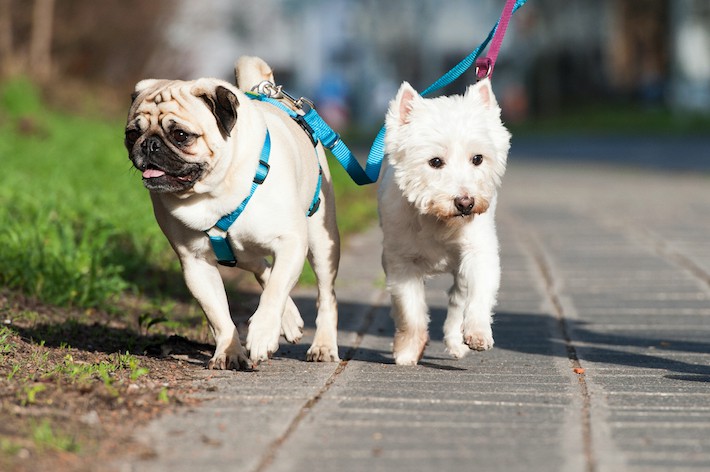 獣医師監修 小型犬に散歩は必要 適切な回数や距離 注意点